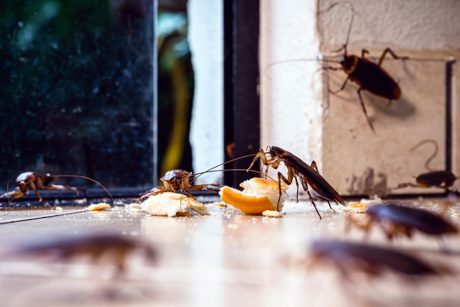 A Complete Guide to Keep Cockroaches Out of Your Apartment - Life After Bugs